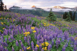 crested butte wildflower festival
