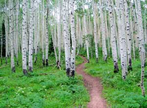hiking crested butte