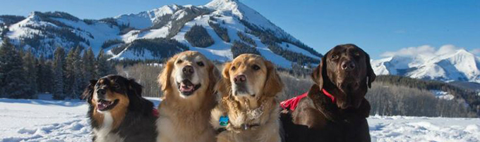 pet friendly vacation rental in crested butte